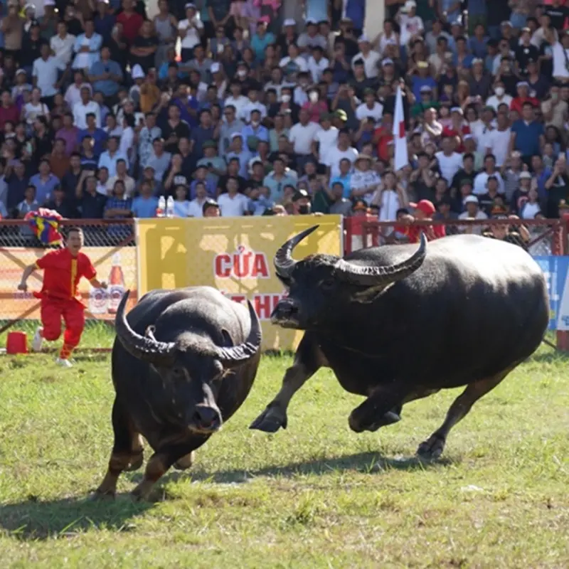 Phát hành 17.000 giấy mời xem lễ hội chọi trâu Đồ Sơn